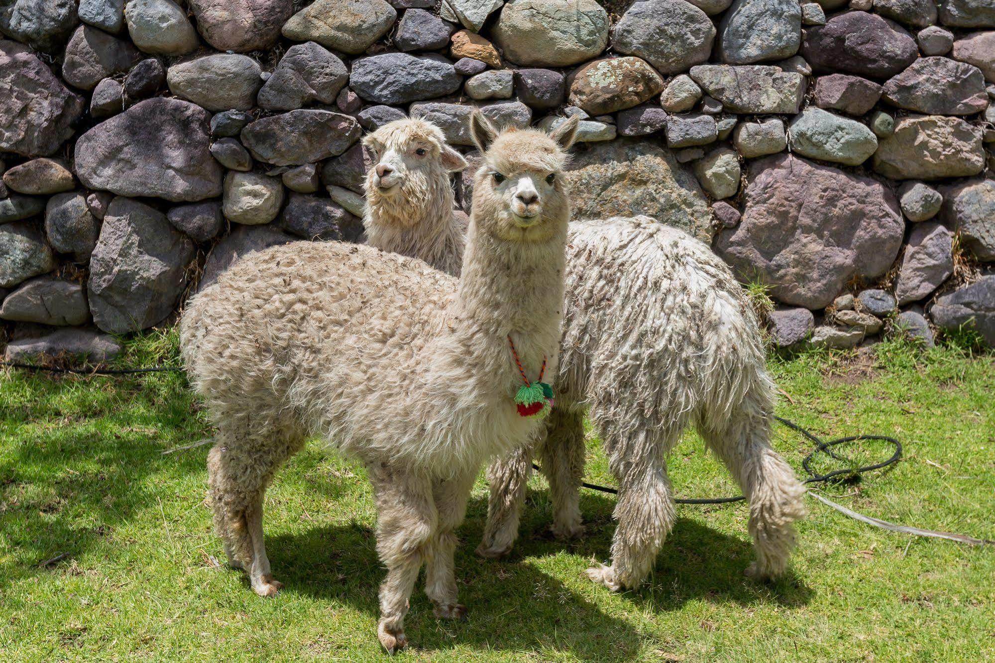 Hotel Hacienda Del Valle ウルバンバ エクステリア 写真